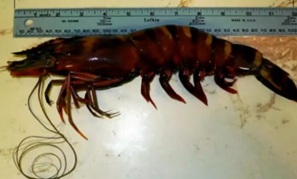 What Next? Giant Shrimp Invading The Gulf? [VIDEO]
