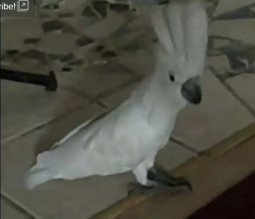 The Latest in Home Security! A Barking Bird [VIDEO]
