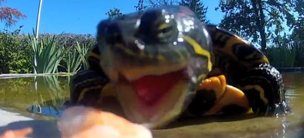 When Turtles Attack! Funny Video