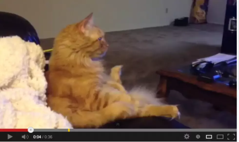 A Hockey Loving Cat[VIDEO]