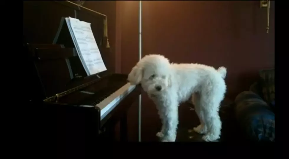 The Dog Plays When The Owner&#8217;s Away[VIDEO]