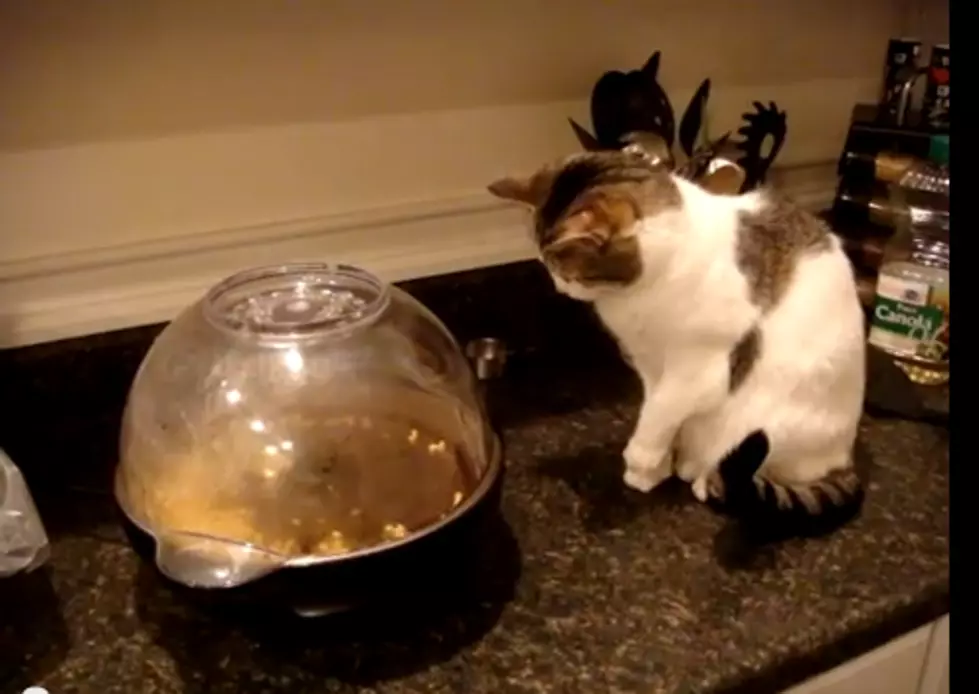 Cat Freaked Out by Popcorn [VIDEO]