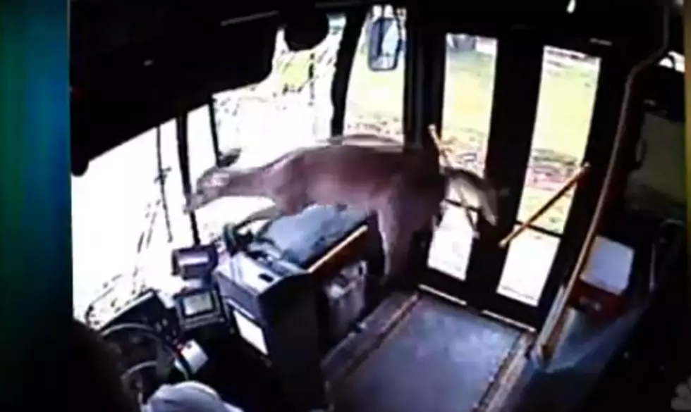Oh Deer – Watch it Crash Through the Front of This City Bus [VIDEO]