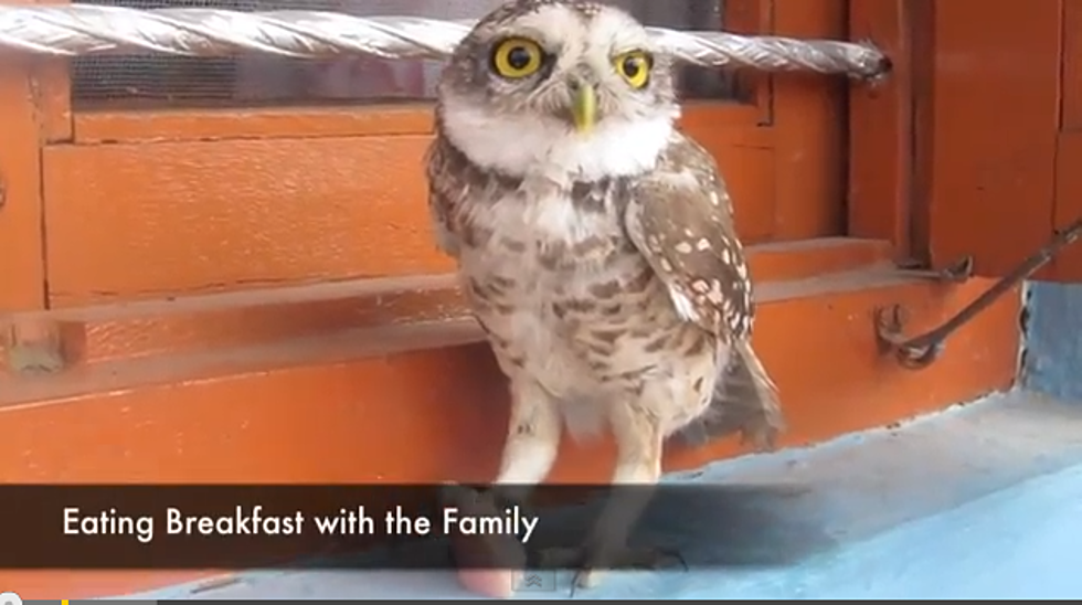 Strange Pets – Meet Dumbo The Owl [VIDEO]