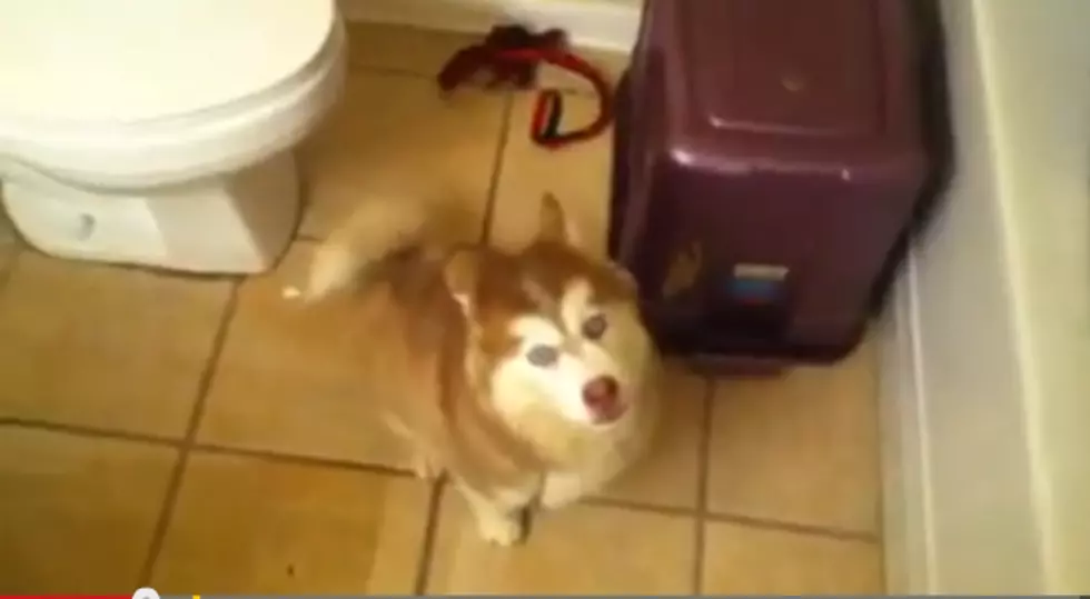 Husky Pup Argues About Taking a Bath [VIDEO]