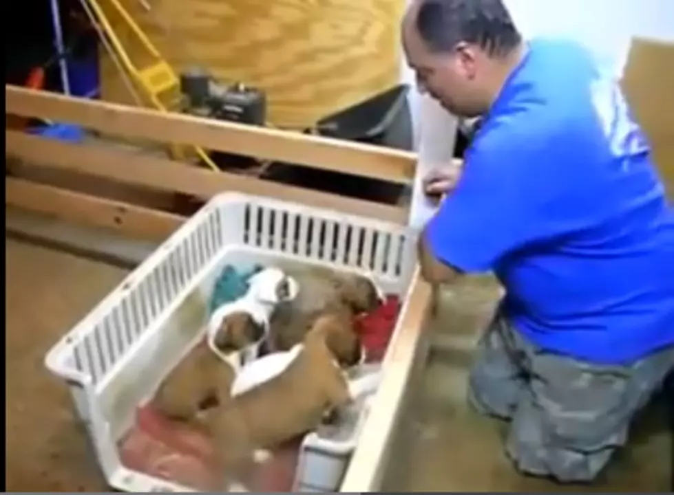 Watch This Man Sing These Puppies to Sleep [VIDEO]