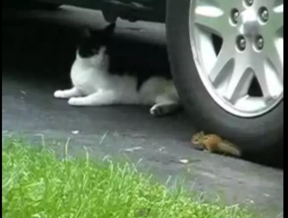Watch The Adventure of The Cat and The Ninja Chipmunk [VIDEO]