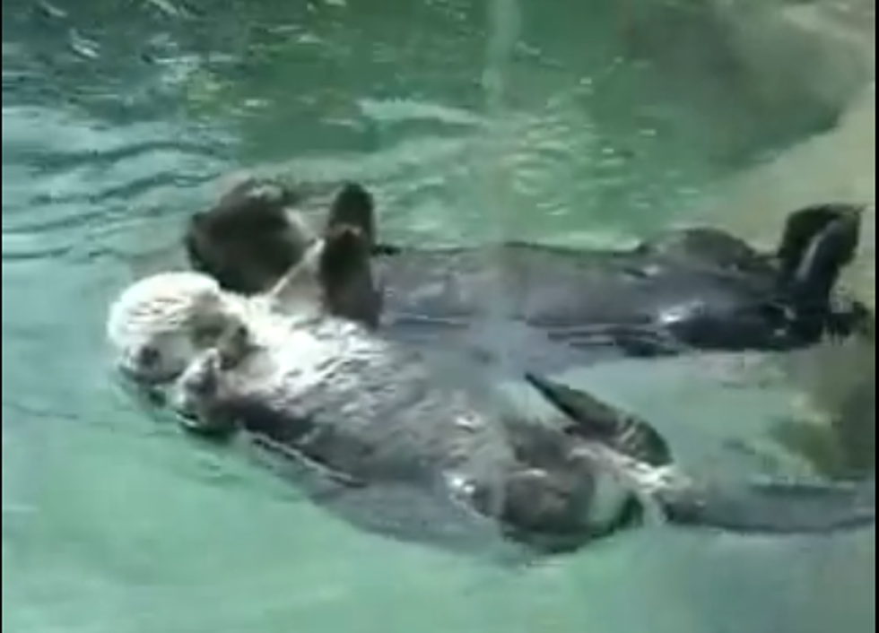 Awwww – Watch These Otters Holding Hands [VIDEO]