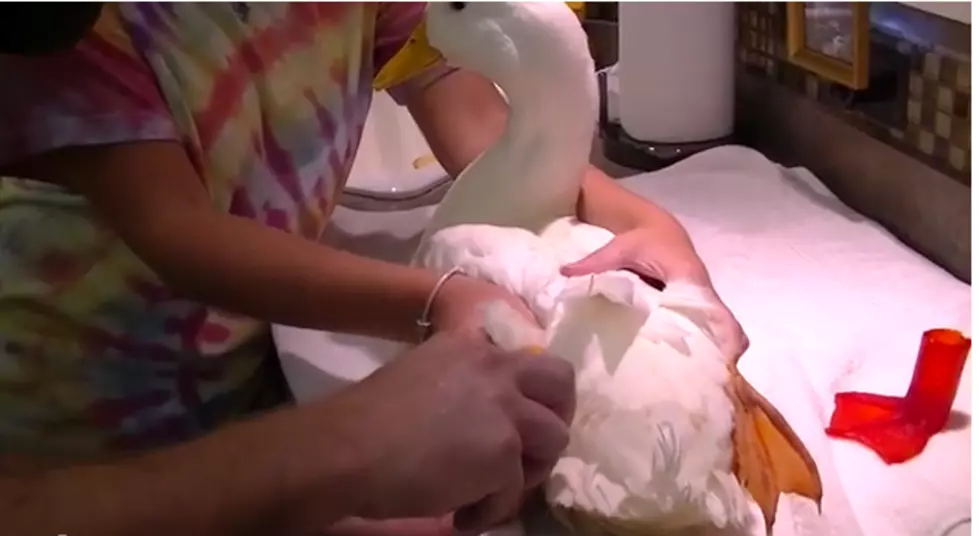 Buttercup The Duck Gets Prosthetic Foot [VIDEO]