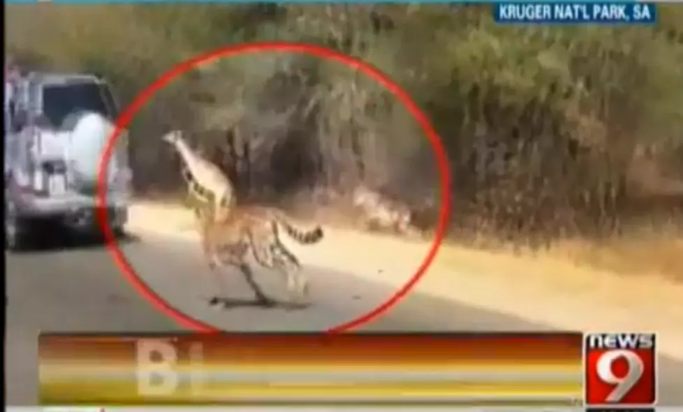 Impala Escapes Cheetah by Jumping in Car [VIDEO]
