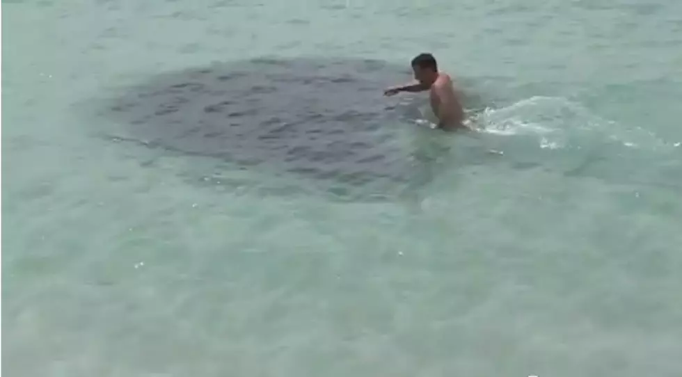 Mysterious Water Creature in Florida Last Month [VIDEO]