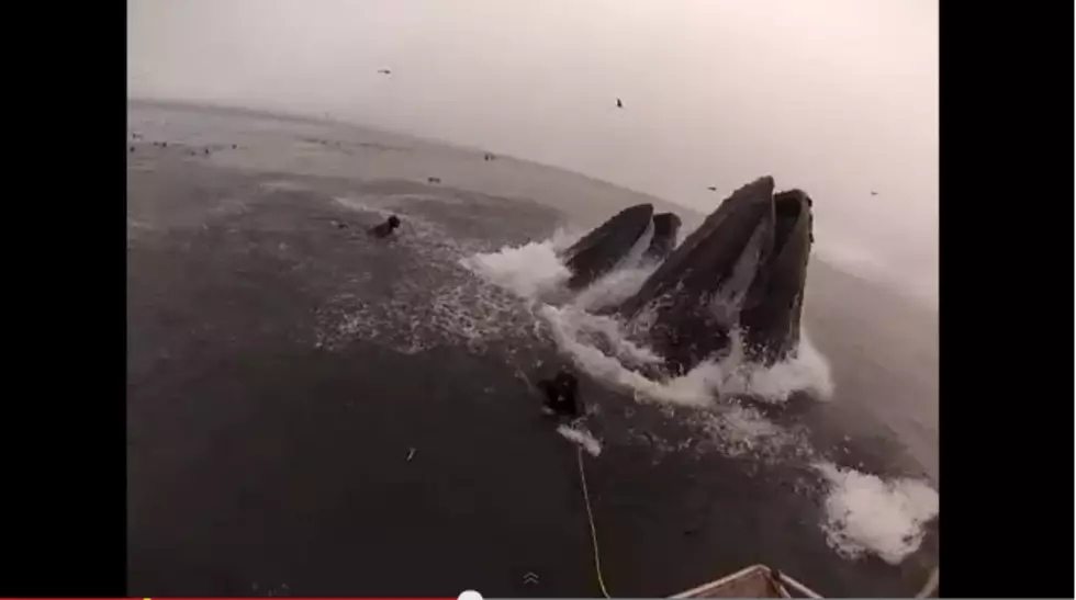 Watch These Whales Almost Eat The Divers [VIDEO]