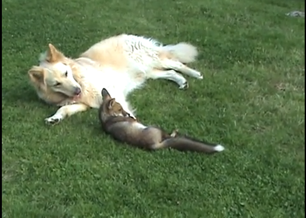 Unlikely Friends &#8211; Dog and Fox Play [VIDEO]