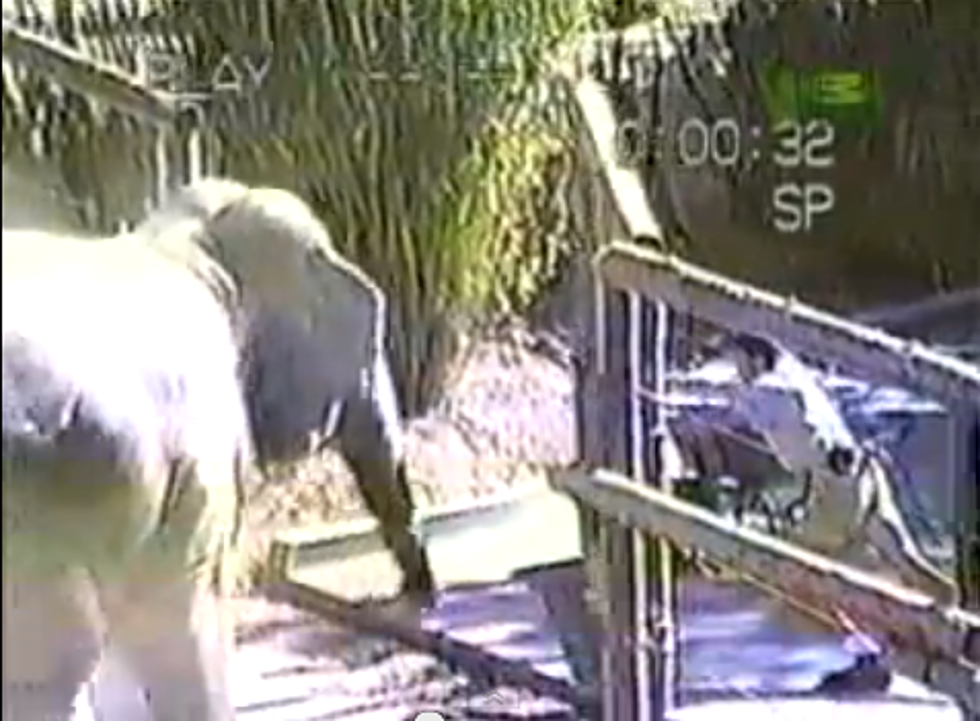 Watch Trainer Almost Die From Elephant Attack [VIDEO]