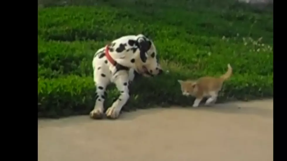 Watch The Dalmations Make a New Friend [VIDEO]