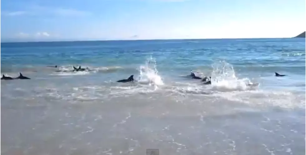 A Rare Event &#8211; 30 Dolphins Stranded Get Saved[VIDEO]