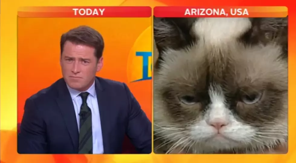 Grumpy Cat Interviews with Today Show in Australia [VIDEO]