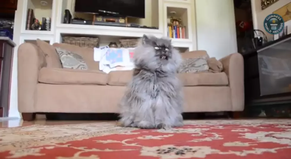 Meet Colonel Meow- Longest Fur On a Cat! Guinness World Record [VIDEO]