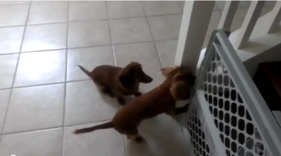 These Two Can&#8217;t Wait To Take a Bath [VIDEO]