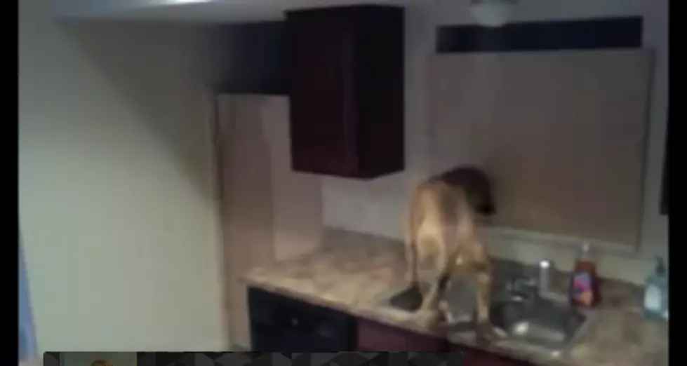 Watch How This Dog Escapes The Kitchen [VIDEO]