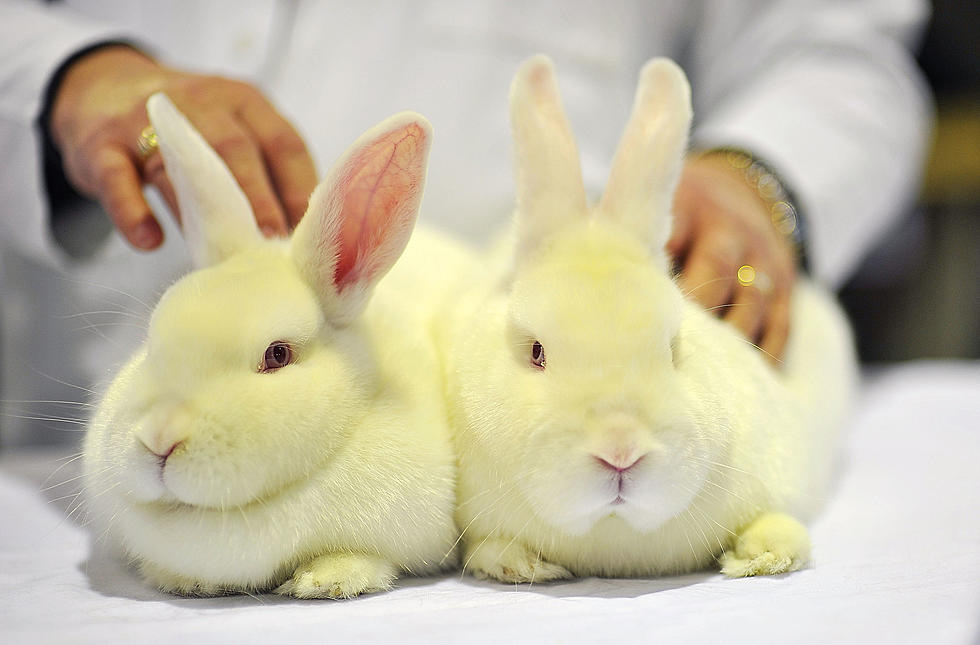 When Cute Bunnies ATTACK (Video)