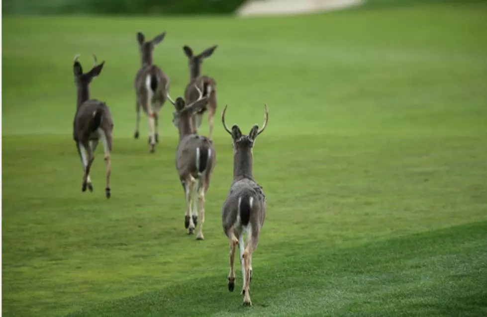 Check Out This Horde of Deer Just Hanging Downtown [VIDEO]
