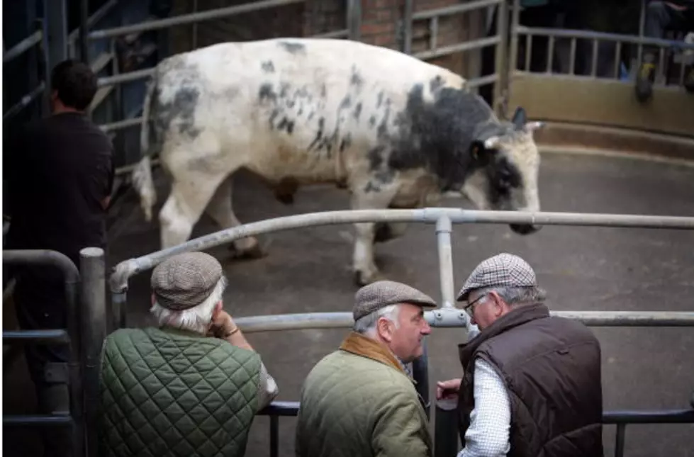Sometimes Being The Small Bull Has It’s Drawbacks [VIDEO]