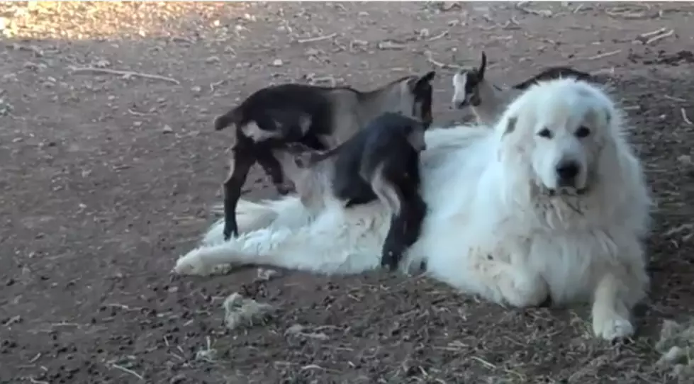 Watch The Patience of This Great Pyrenees [VIDEO]