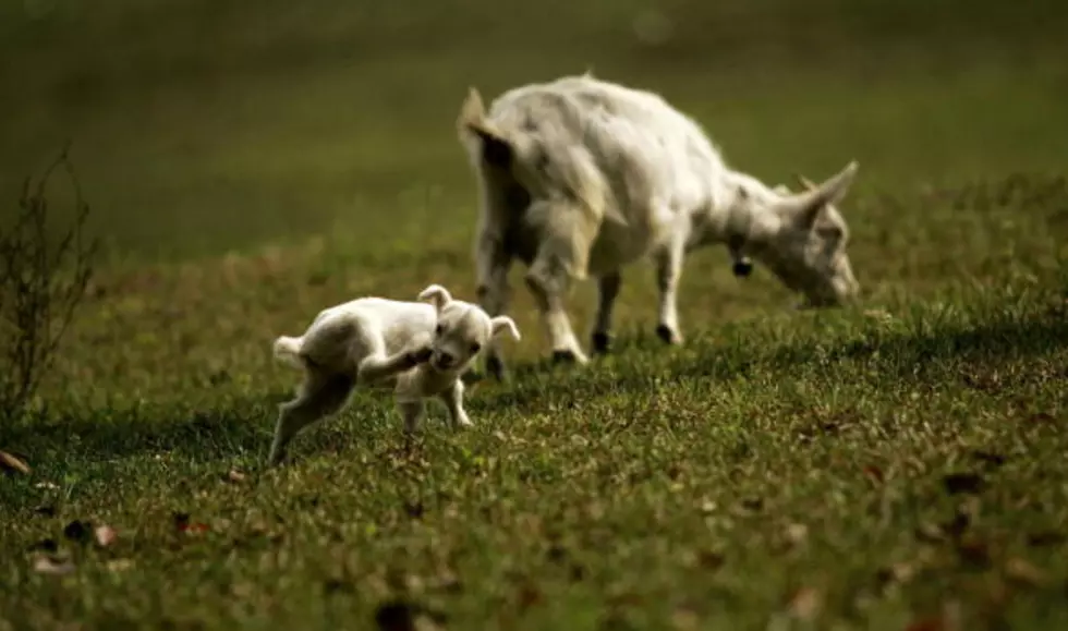 Need To Smile? Watch These Cute Baby Goats Having Fun [VIDEO]
