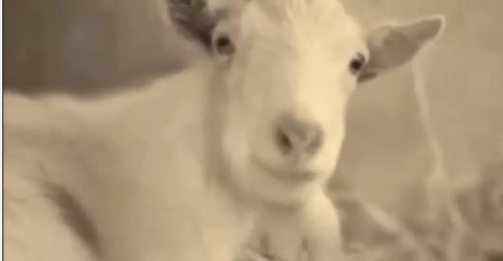 Depressed Goat is Reunited With  His Best Friend [VIDEO]