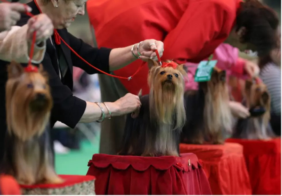 Calcasieu Kennel Club Hosts Two Conformation Dog Shows This Weekend