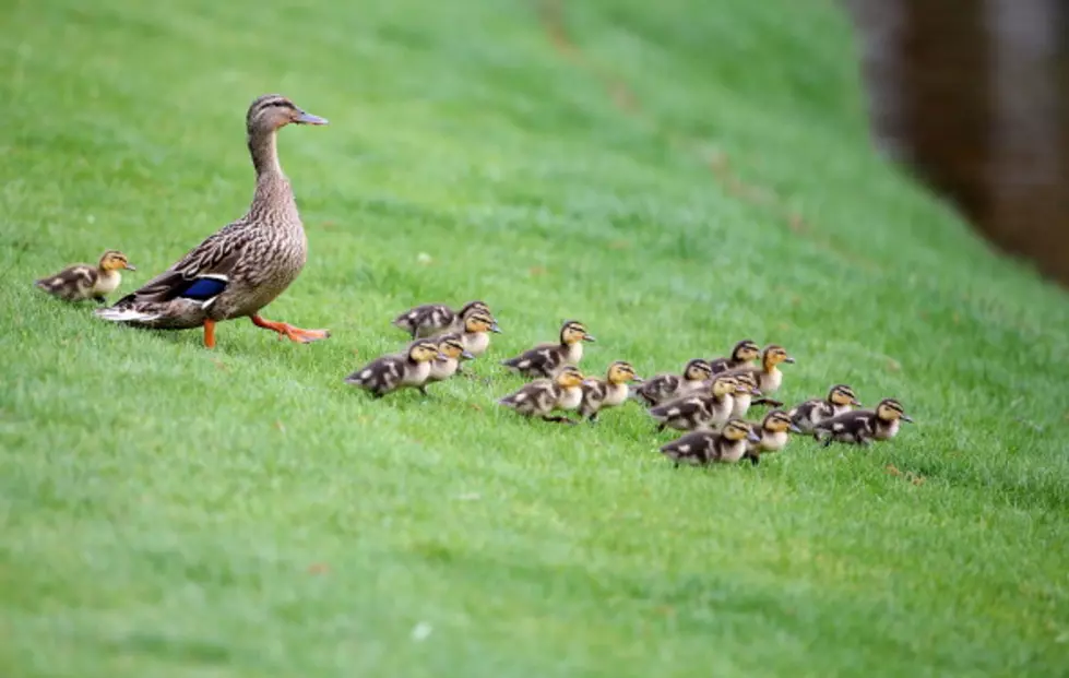 Duck Family Get’s Special Police Escort Across The Street [VIDEO]
