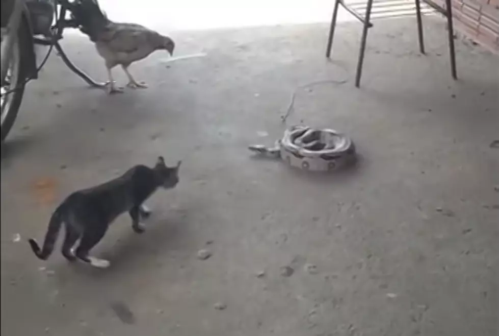 Cat and Snake Fight &#8211; Who Do You Think Wins ? Funny [VIDEO]