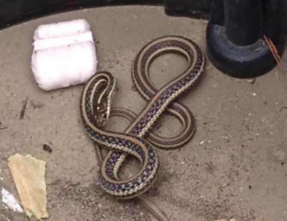 Identify This Snake – We Found It And We Think It’s Plotting Against Us