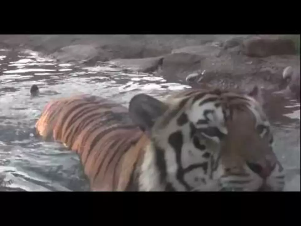 LSU Mascot Diagnosed With Rare Form of Cancer [VIDEO]