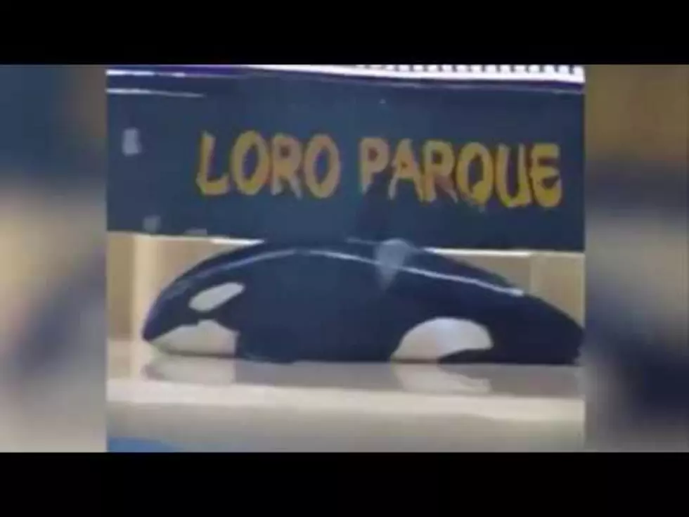 Orca Appearing to Beach Itself at Canary Islands Waterpark [VIDEO]
