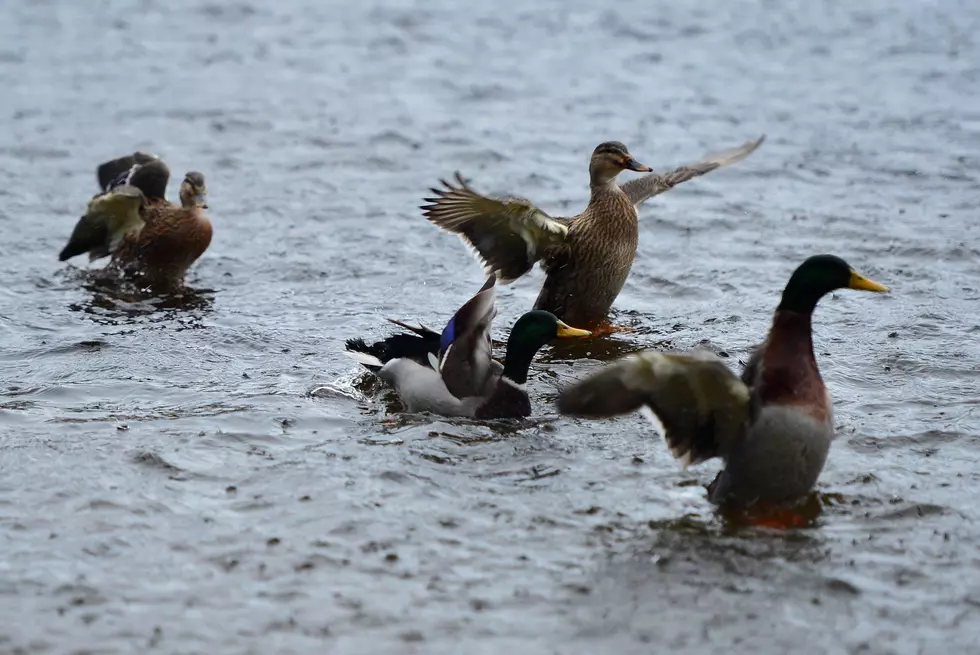 Duck Overpopulation Has City of Eunice, Louisiana Asking Residents to Come Adopt One