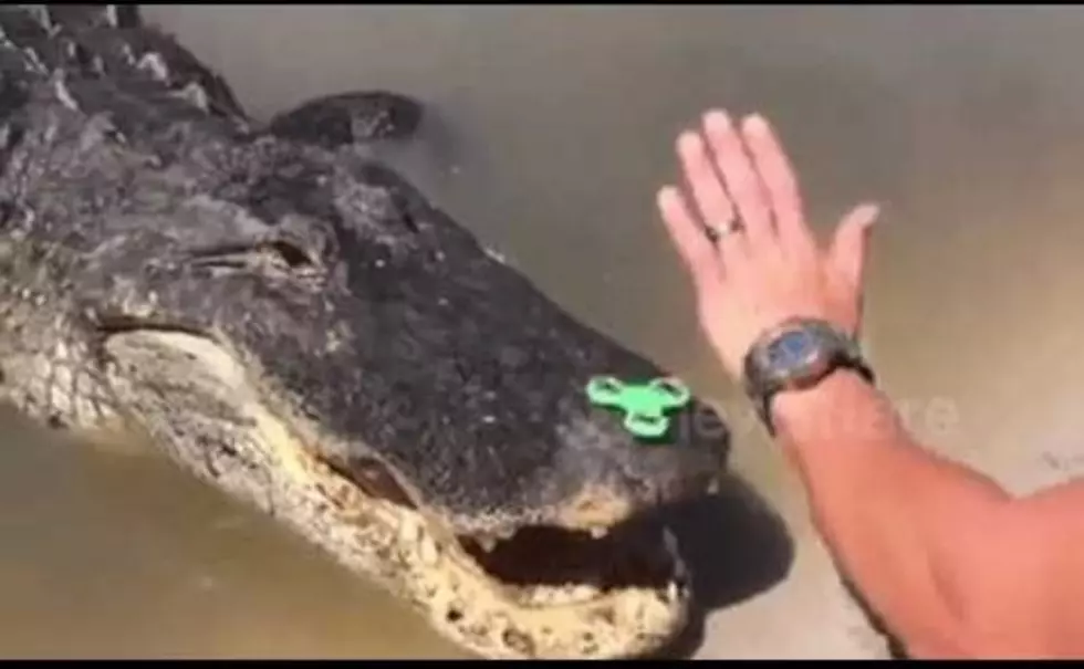 Alligators Love Fidget Spinners Too- [VIDEO]