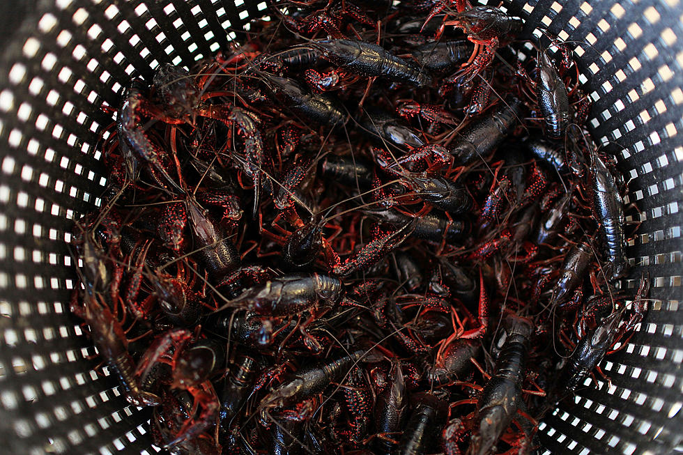 Arizona Gaming and Fishing Dept. Shows How To Cook "Crayfish"