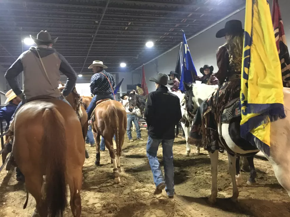 Cows, Steers, Horses Oh My! Gator Night at the Rodeo