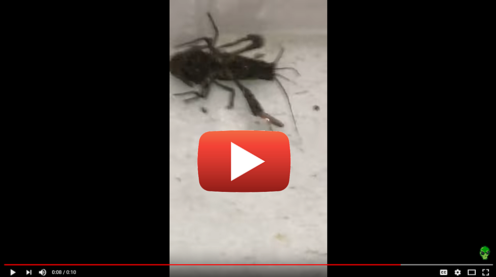 Watch This Panhandling Crawfish Catch a Penny
