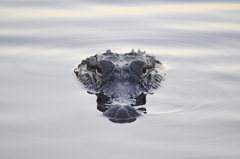 Gator Spotted In New Jersey, Everyone Freaks Out – [VIDEO]