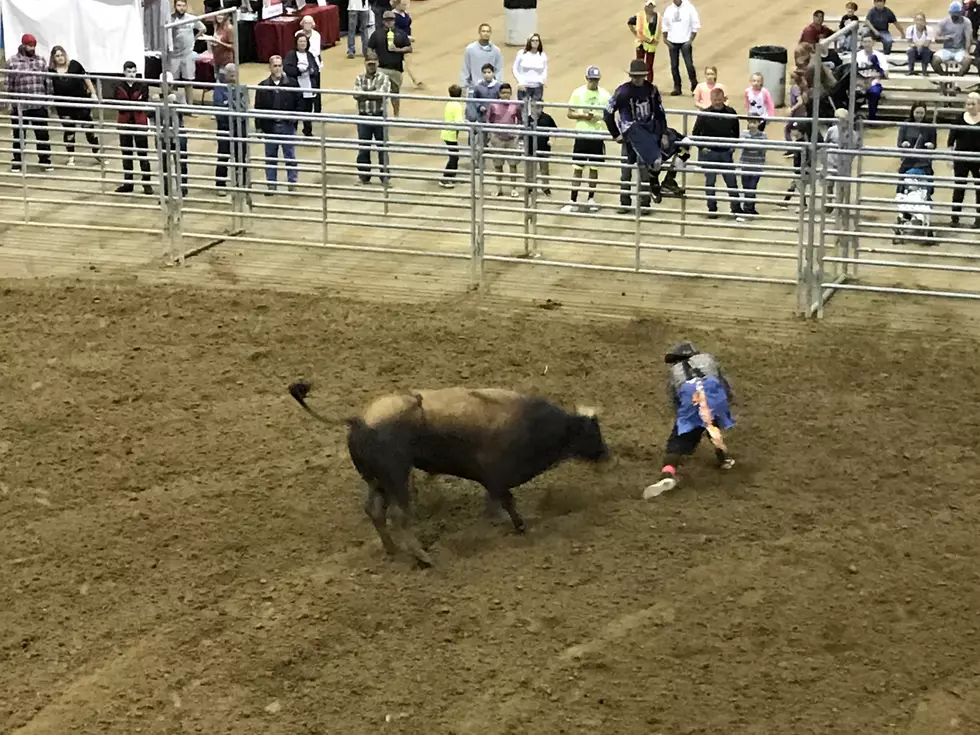 VIDEO: Bull Jumps Fence and Gets Loose in Crowd at Florida Rodeo
