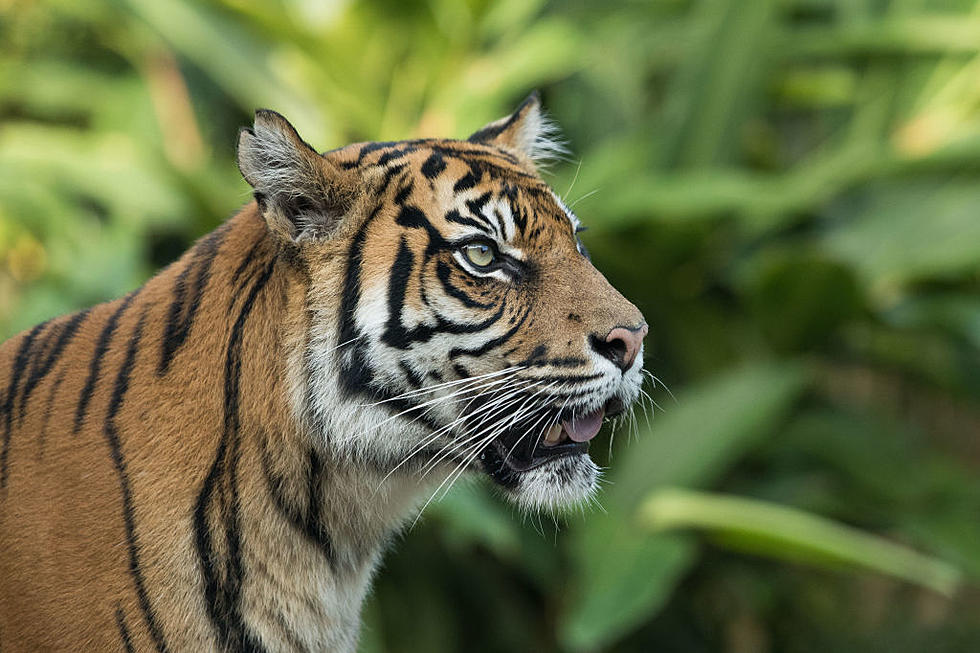 Bronx Zoo Reports Tiger Tested Positive for Coronavirus