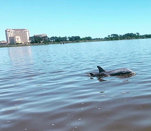 A Listener Snapped Photos of Dolphins by Local Casinos