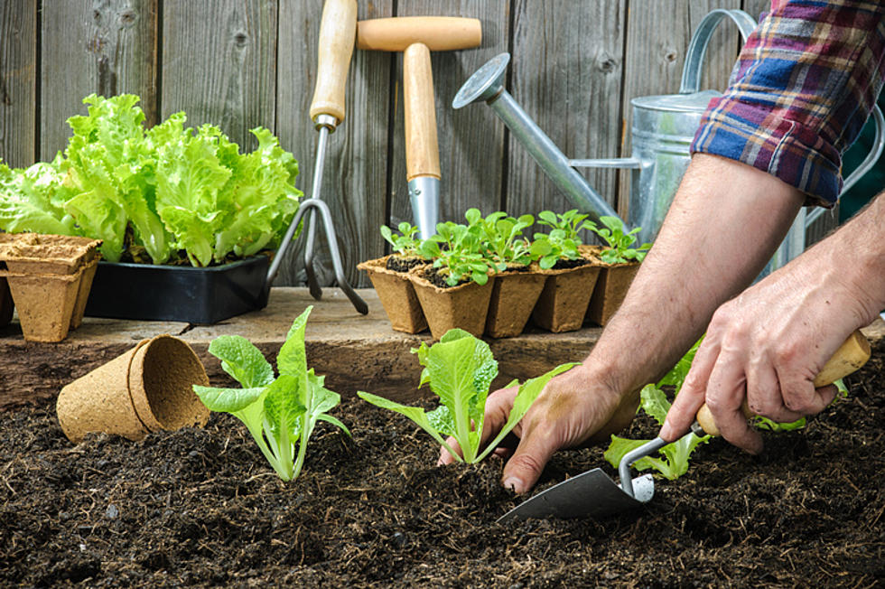 Inexpensive DIY Raised Garden