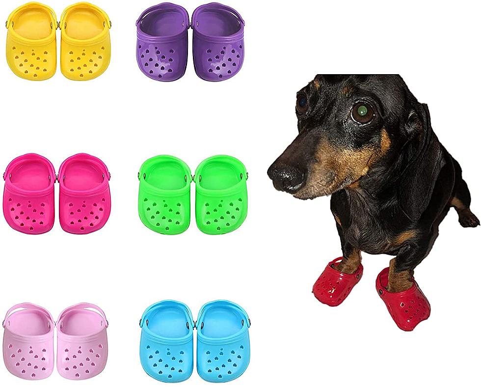 Dog Crocs Are Now A Thing, And Your Dog Probably Wants Them