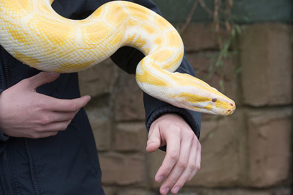 Missing Baton Rouge Mall Snake Found and is Facebook Viral