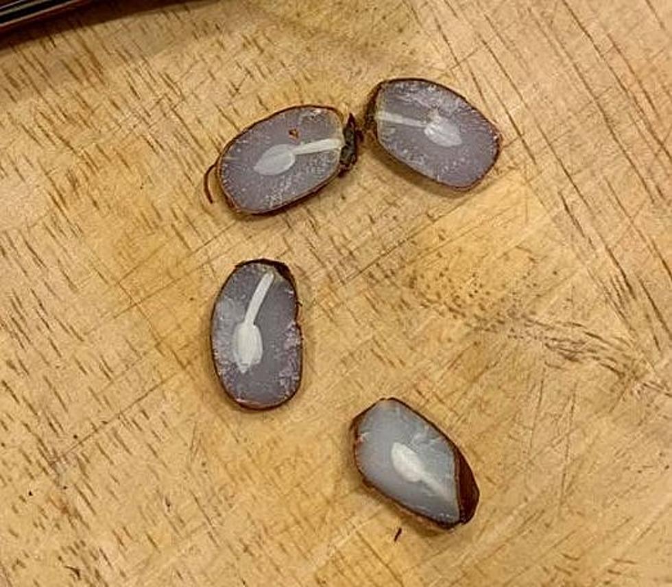 These Persimmon Seeds Show We Can Expect Snow This Winter