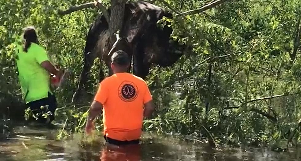 VIDEO: St. Bernard Parish Workers Rescue a Cow Stuck in a Tree